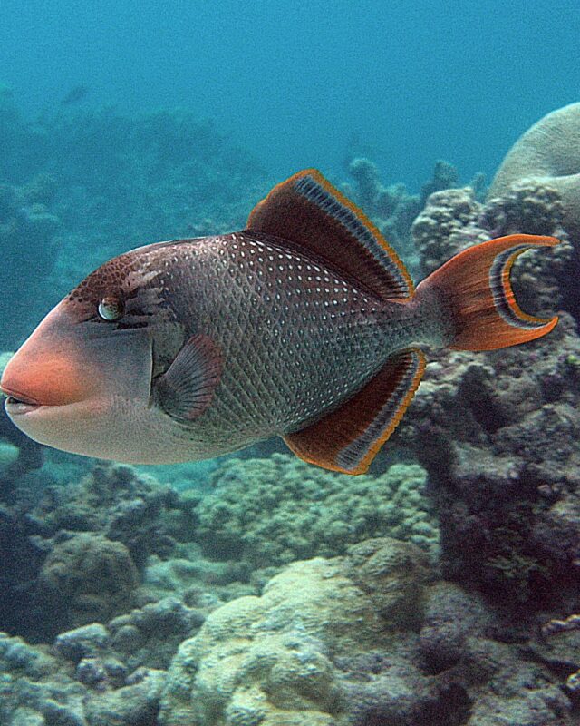 Yellowmargin Triggerfish