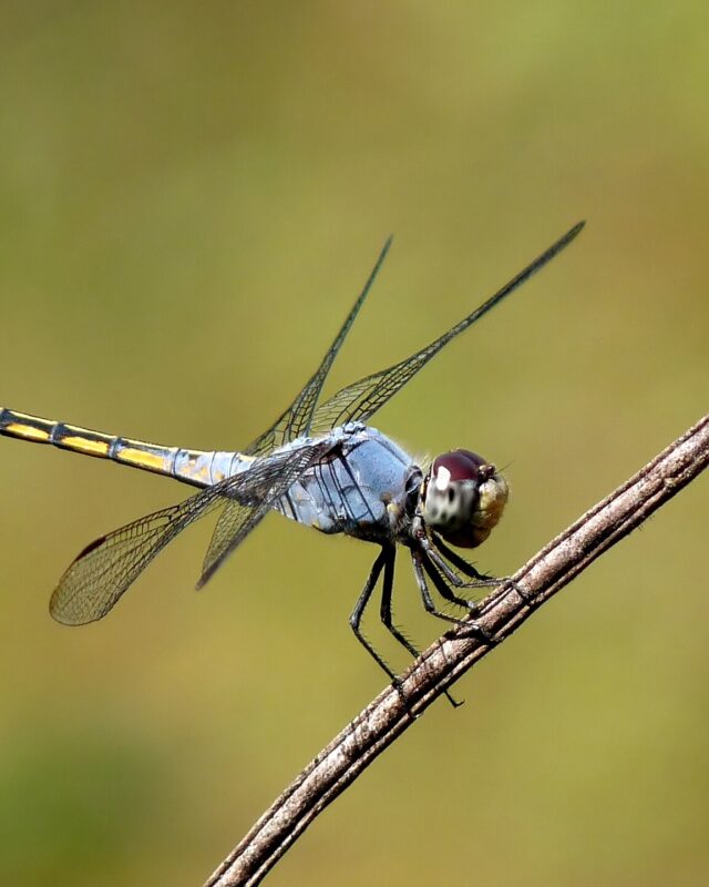 Swampwatcher