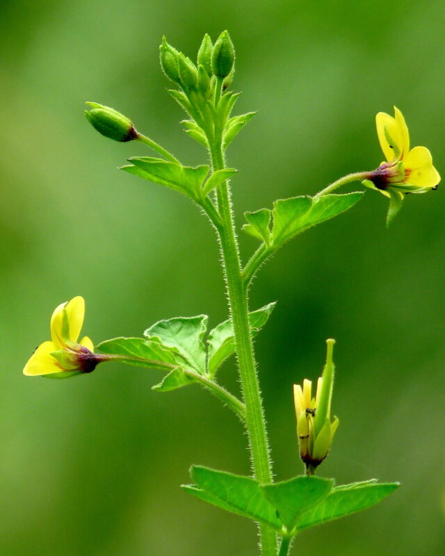 Asian Spiderflower