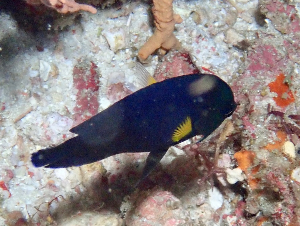 Yellowfin Angelfish