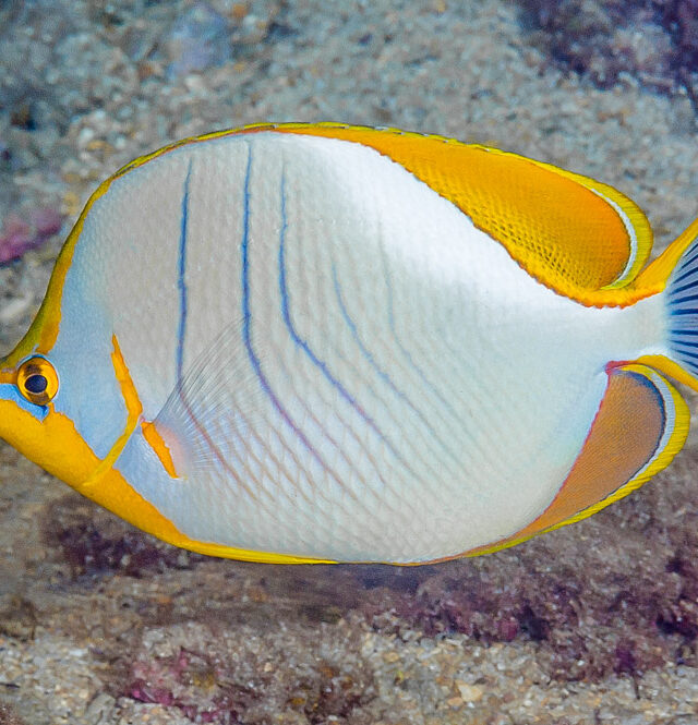 Yellowhead Butterflyfish