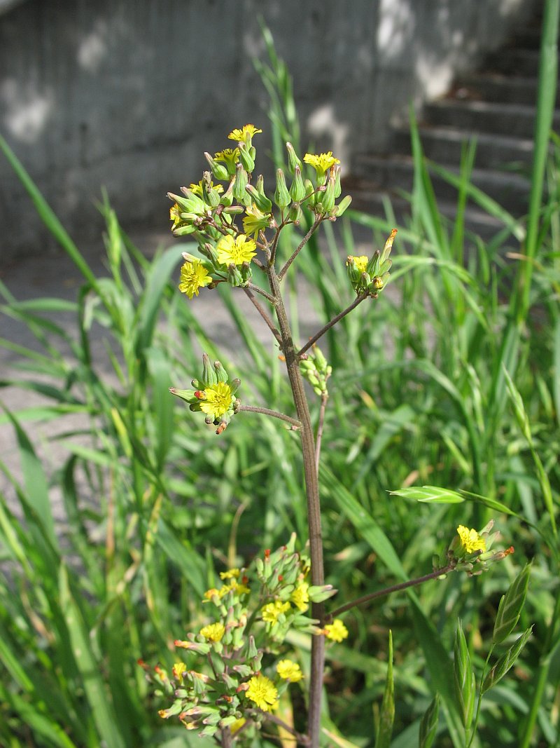 Oriental False Hawksbeard