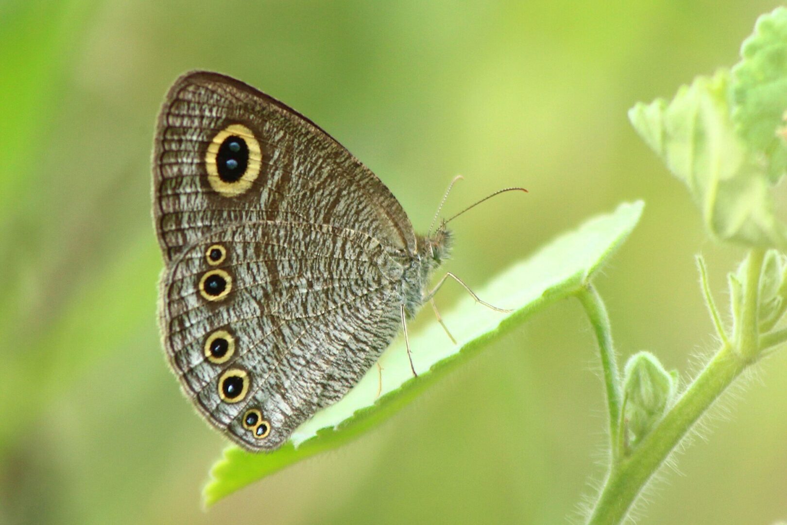 Sinhalese Five Ring