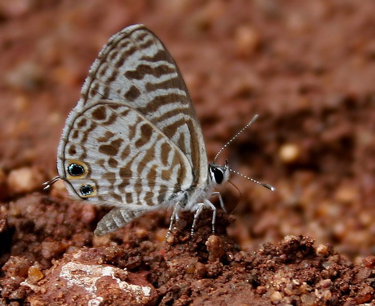 Zebra Blue