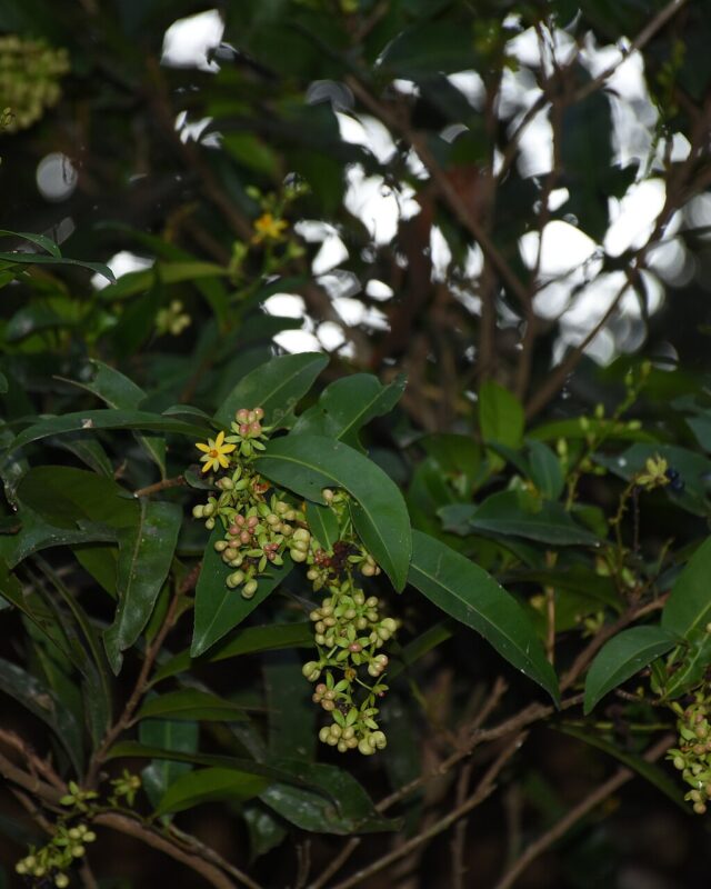 Campylospermum serratum