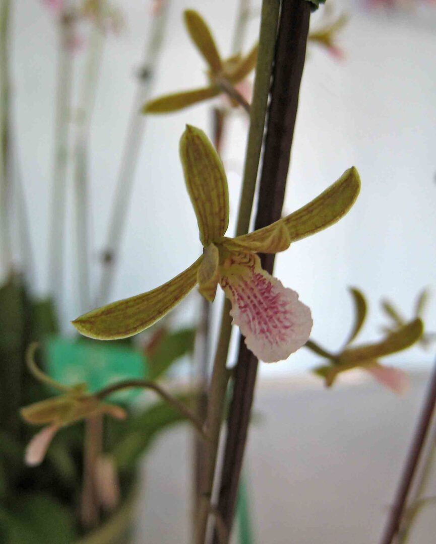 Chinese Crown Orchid